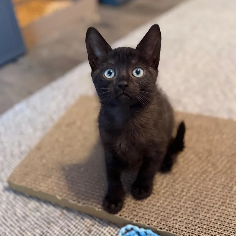 A baby small-sized female Black Domestic Short Hair cat named Sambal for adoption in Port Richey, FL