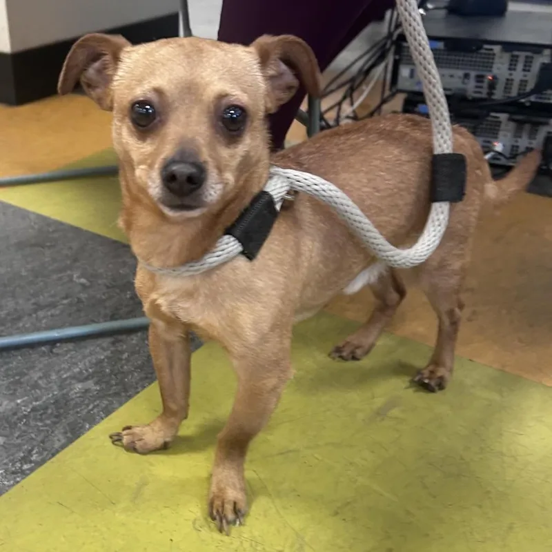 A senior small-sized male Brown / Chocolate Chihuahua dog named Benji for adoption in Philadelphia, PA