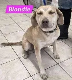 Blondie