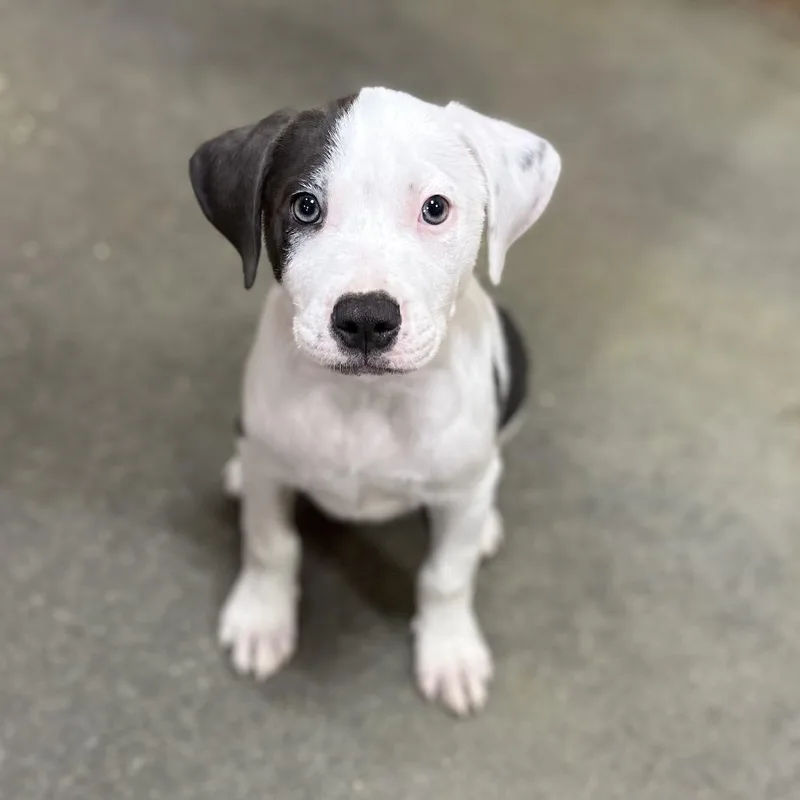 A baby medium-sized female White / Cream American Bulldog dog named Raven TN for adoption in Kissimmee, FL