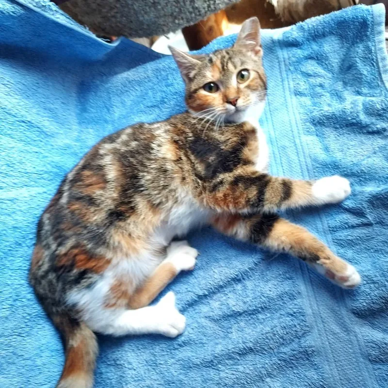 A baby small-sized female Calico Domestic Short Hair cat named Leen for adoption in Durham, NC