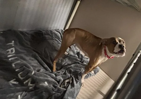 An adult medium-sized female Mixed Breed dog named Candy for adoption in New York, NY