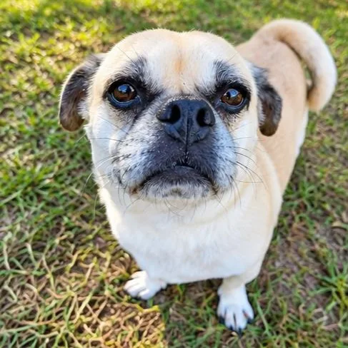 An adult small-sized female Yellow / Tan / Blond / Fawn Pug dog named Morita for adoption in Foley, AL