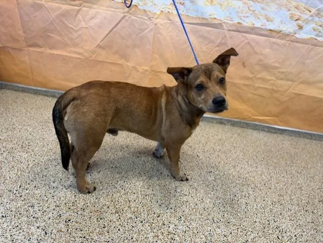 A young small-sized male Dachshund dog named Scooby for adoption in Miami, FL