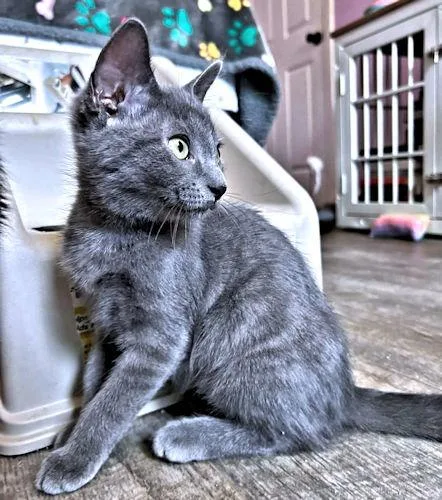 A baby medium-sized female Gray / Blue / Silver Domestic Short Hair cat named Tinkerbell for adoption in Rutherfordton, NC