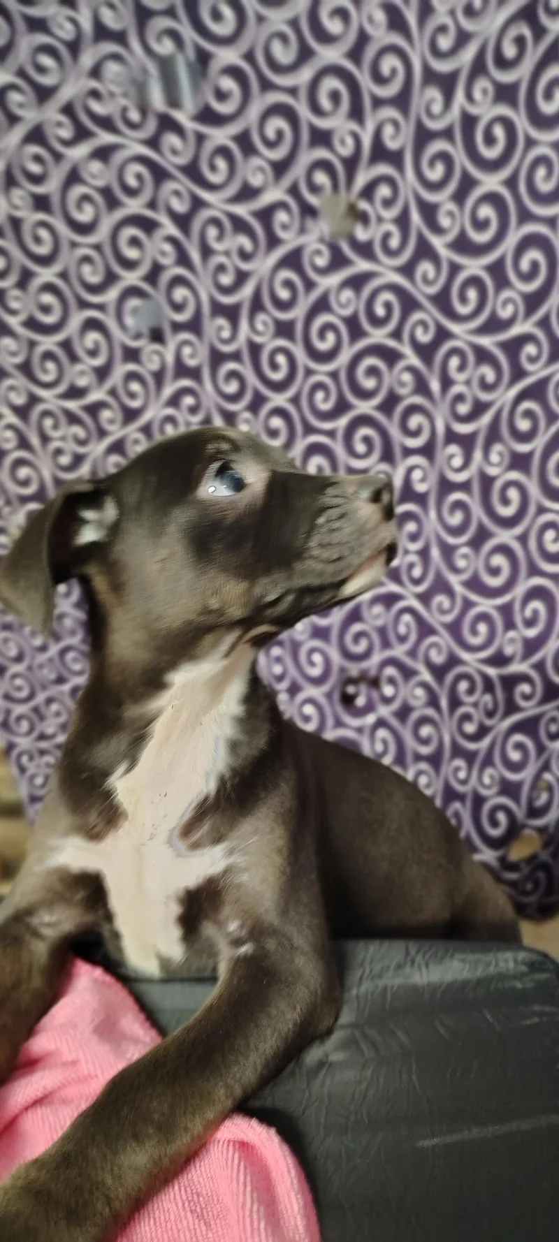 A baby small-sized female Black Rat Terrier dog named Ezzie for adoption in Ville platte, LA
