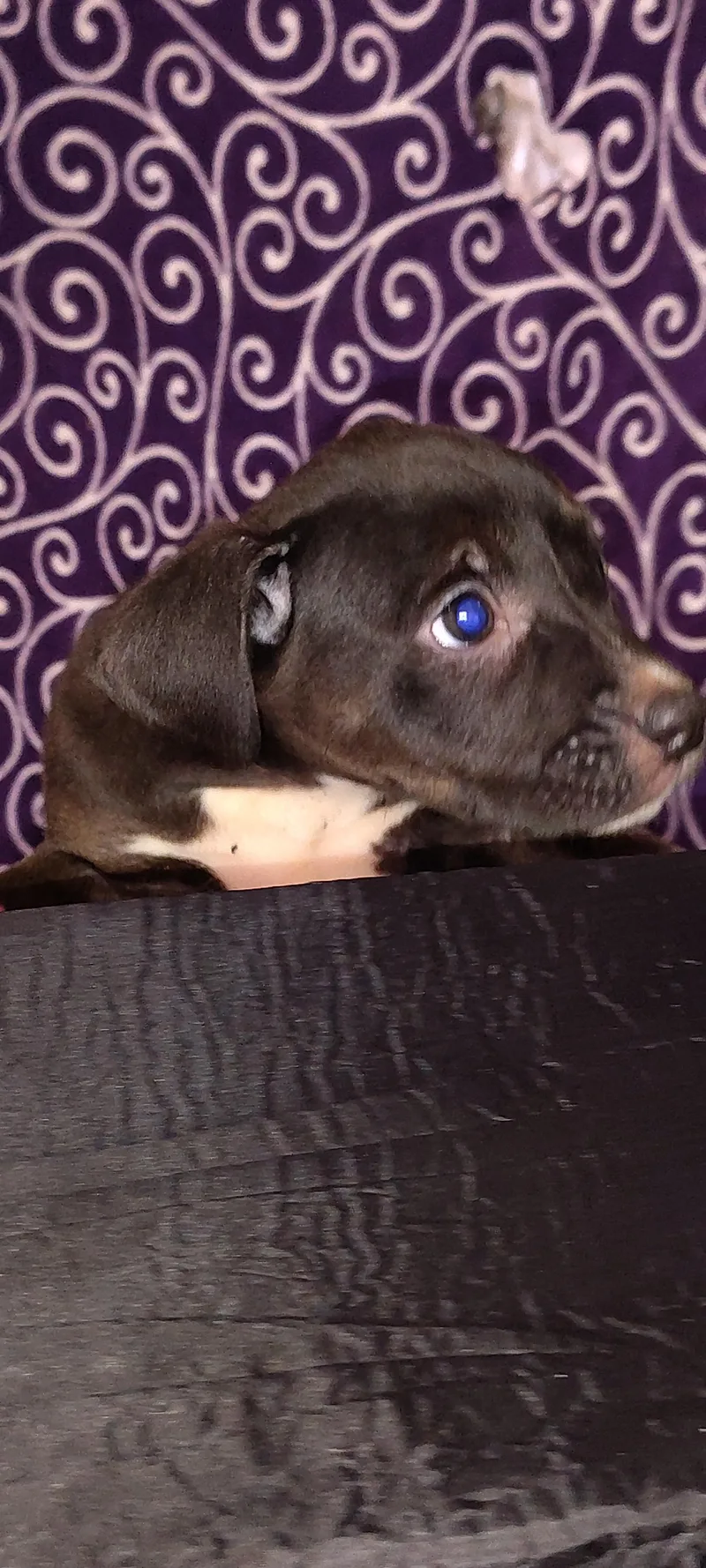 Ezzie thumbnail 4
