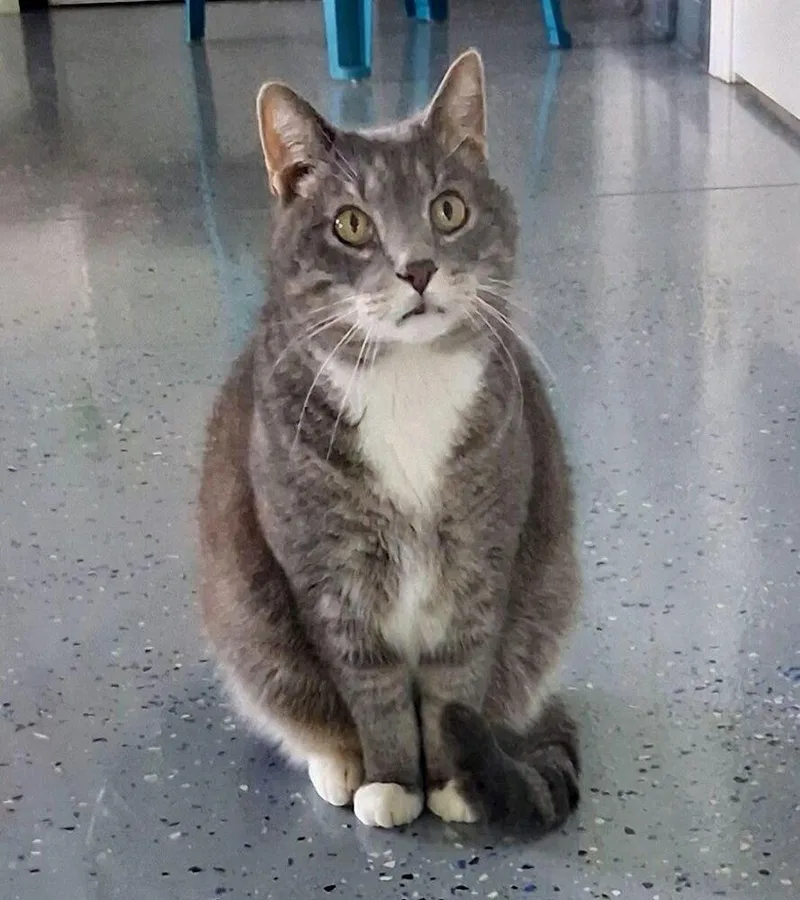 A senior medium-sized male Gray / Blue / Silver Domestic Short Hair cat named Wilsam for adoption in Sparta, WI