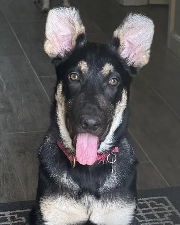 A baby small-sized male Shepherd dog named Harley for adoption in Novato, CA