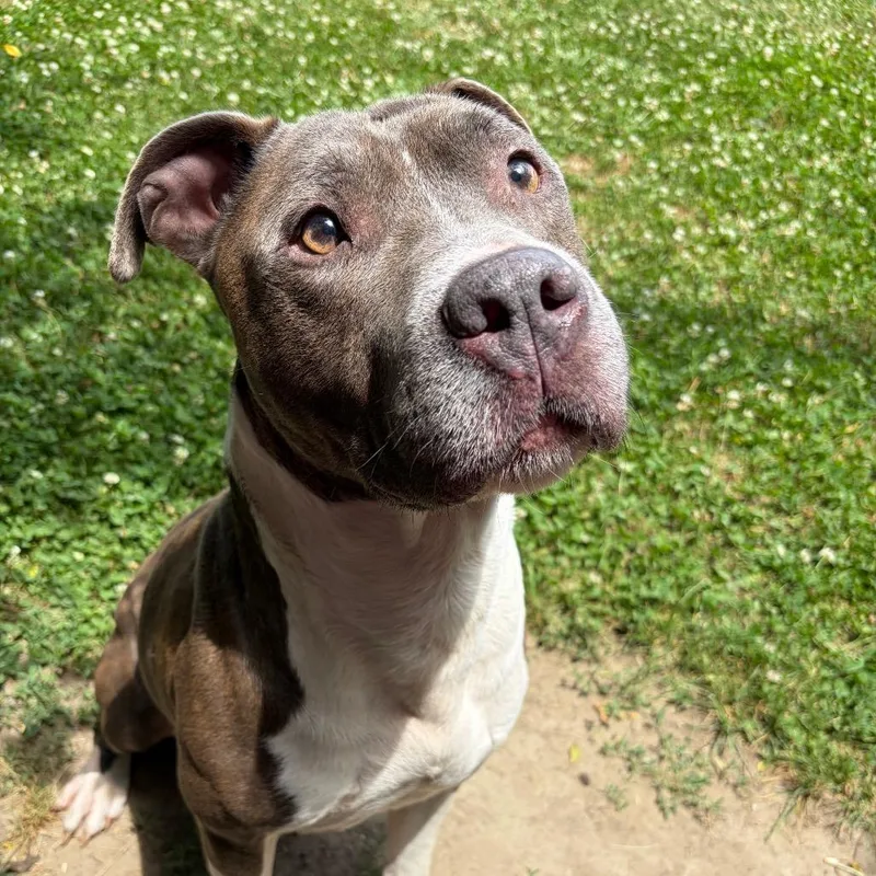 An adult medium-sized male Gray / Blue / Silver Pit Bull Terrier dog named Buddy for adoption in Ridgely, MD
