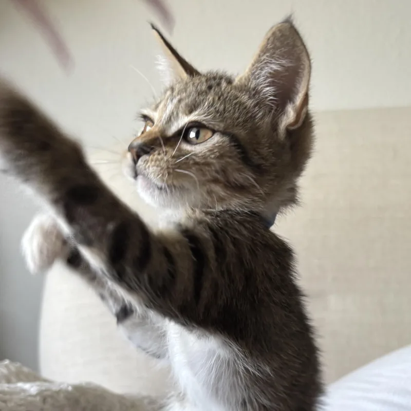 A baby small-sized male Tabby (Brown / Chocolate) Domestic Short Hair cat named Mahogany for adoption in Bryan, TX