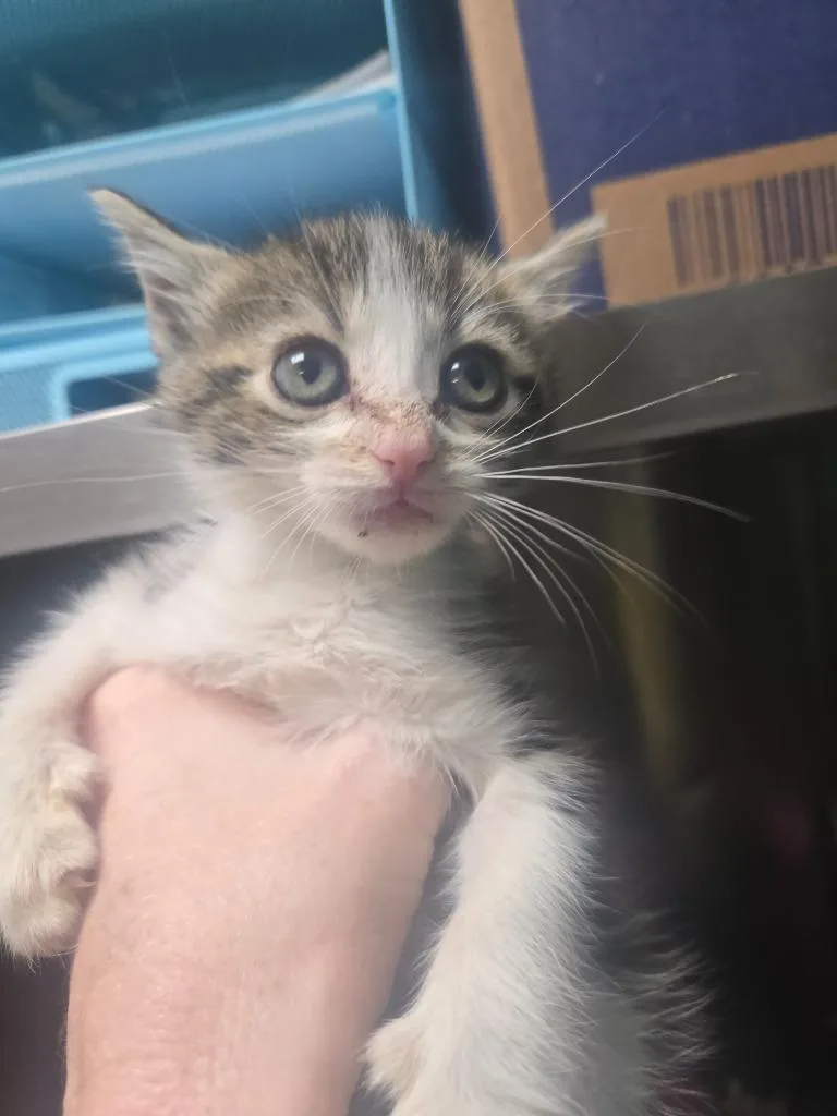 A baby small-sized female Domestic Short Hair cat named Dino for adoption in Chickamauga , GA