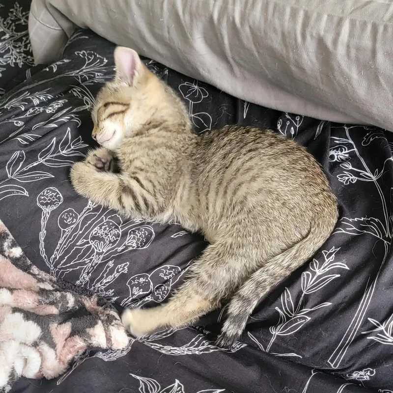 Squirrel thumbnail 3