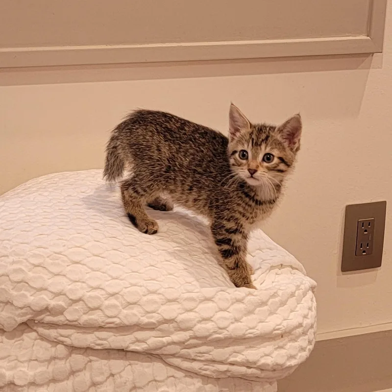 A baby medium-sized female Tabby (Gray / Blue / Silver) Domestic Short Hair cat named Squirrel for adoption in Wyandotte, MI