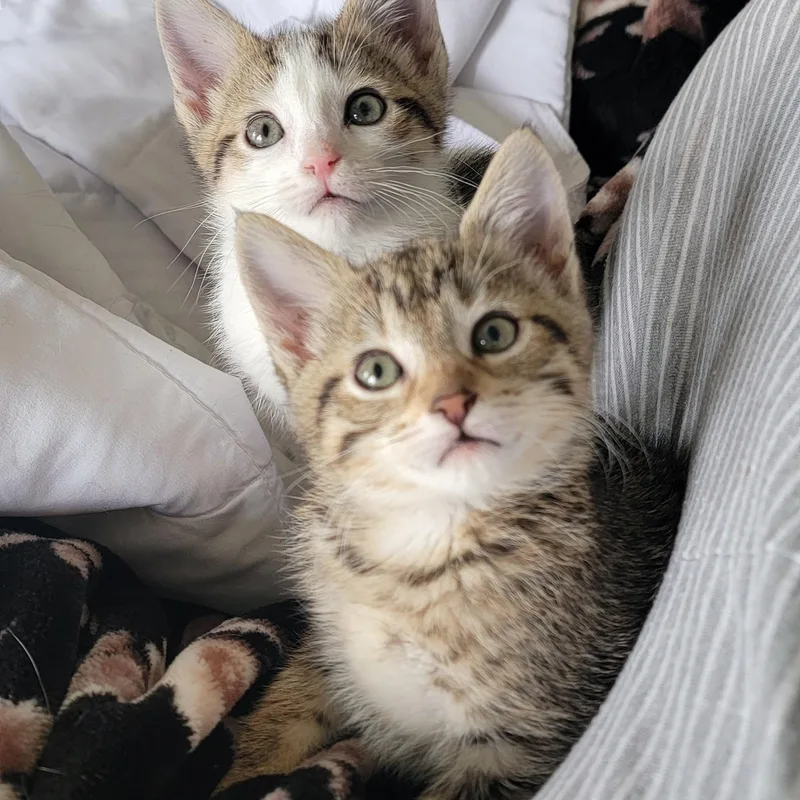 Squirrel thumbnail 4