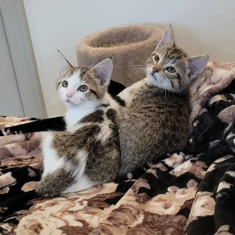 Squirrel thumbnail 5