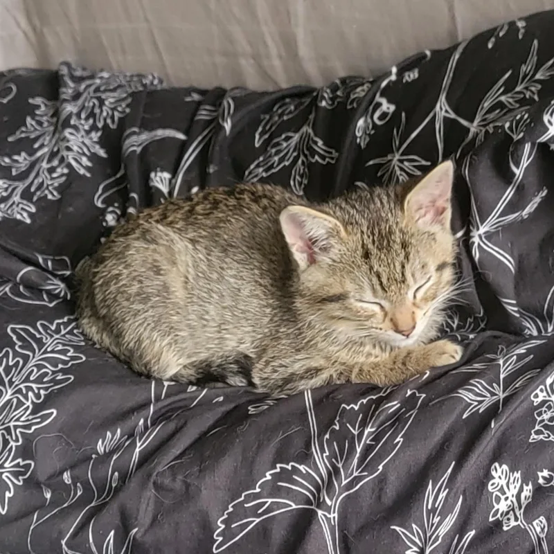 Squirrel thumbnail 6