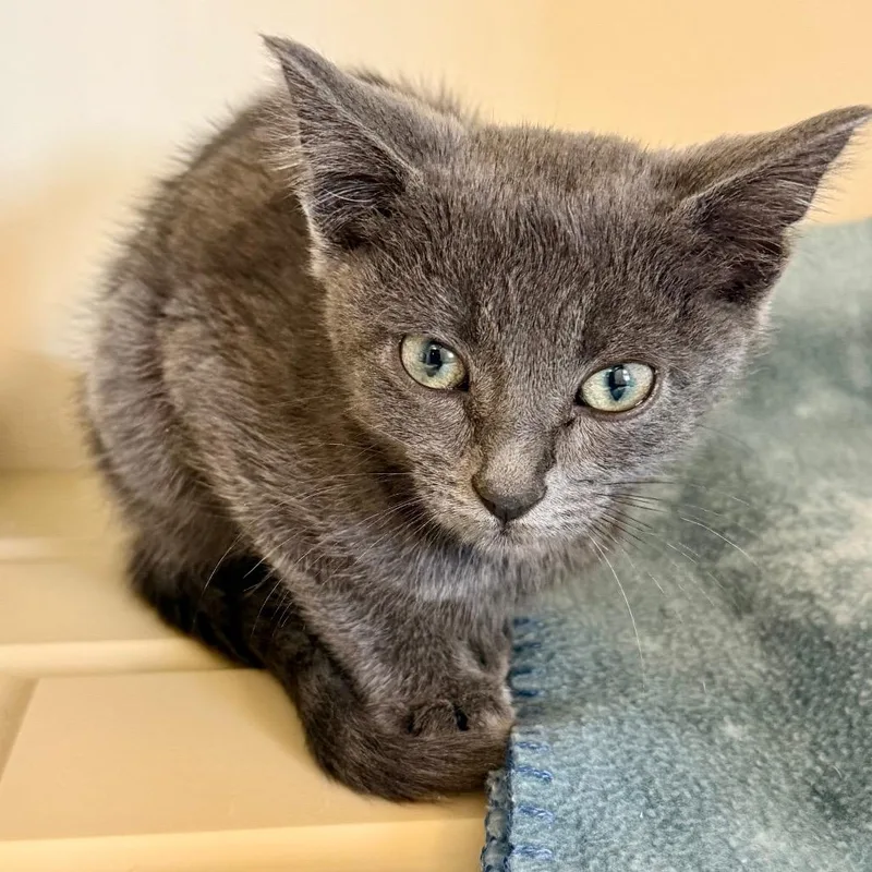 A baby small-sized male Gray / Blue / Silver Domestic Short Hair cat named Spite for adoption in Cody, WY