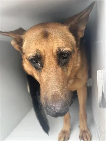 An adult large-sized male German Shepherd Dog dog named Captain for adoption in Houston, TX