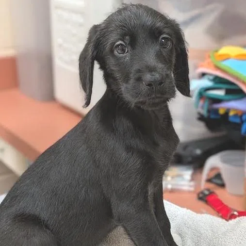 A baby small-sized female Black Retriever dog named Baby Mufasa for adoption in Springfield, MA