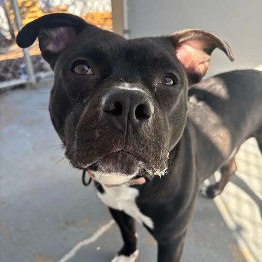 It's A Rock thumbnail 2