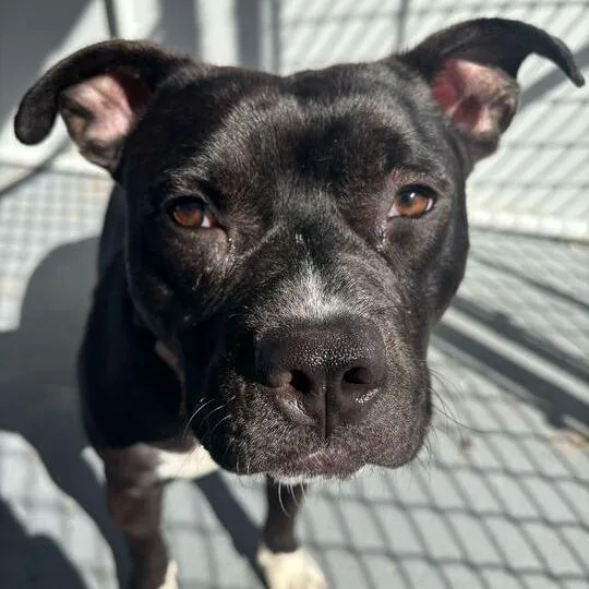 It's A Rock thumbnail 4