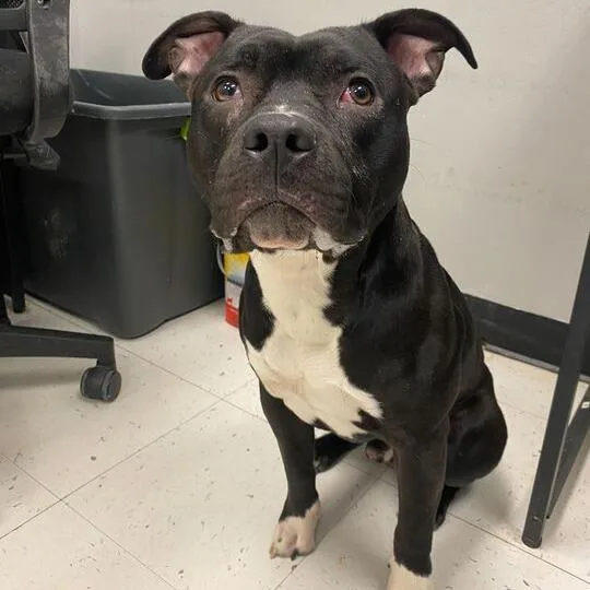 It's A Rock thumbnail 5