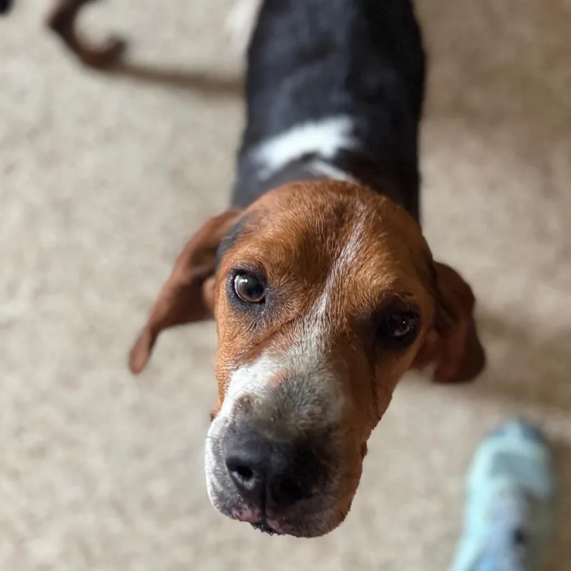 An adult medium-sized male Black Beagle dog named Harris for adoption in Brownsboro, AL