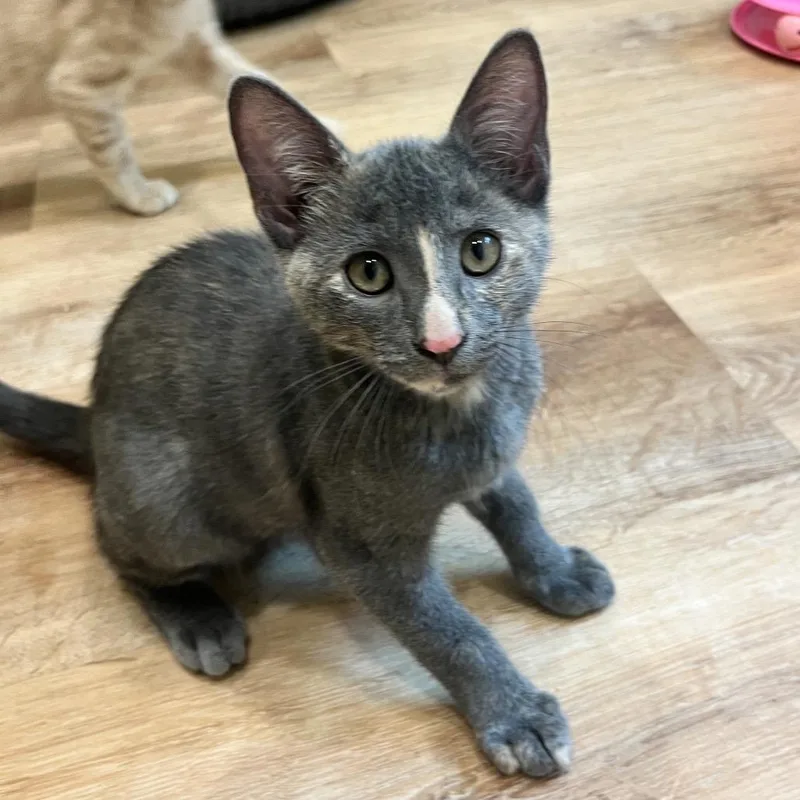 A baby medium-sized female Gray / Blue / Silver Domestic Short Hair cat named Calypso for adoption in San Diego, CA