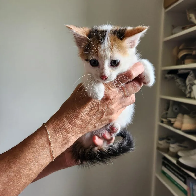 A baby small-sized female Calico Maine Coon cat named Mc for adoption in Spring Hill, KS
