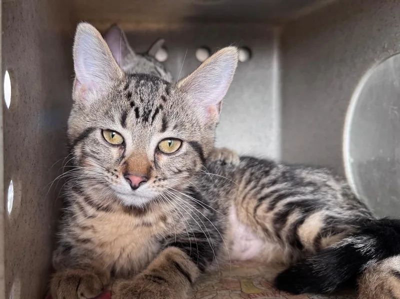 A baby small-sized female Tabby cat named Dill for adoption in Powell, OH