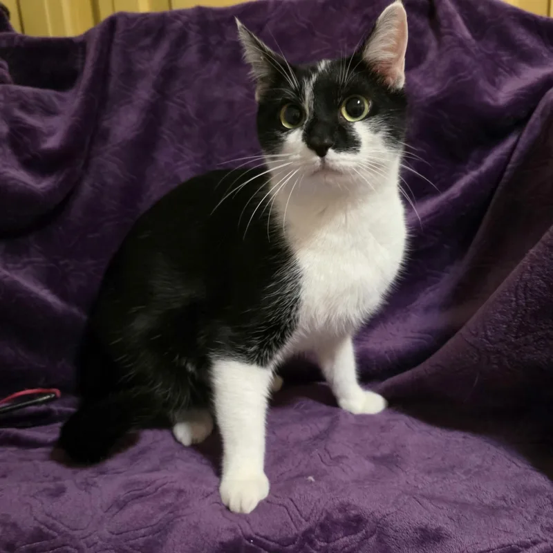 A young medium-sized female Black & White / Tuxedo Domestic Short Hair cat named Queen Mississippi for adoption in Bentonville, AR