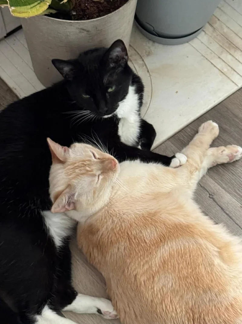 Thor & Loki thumbnail 3