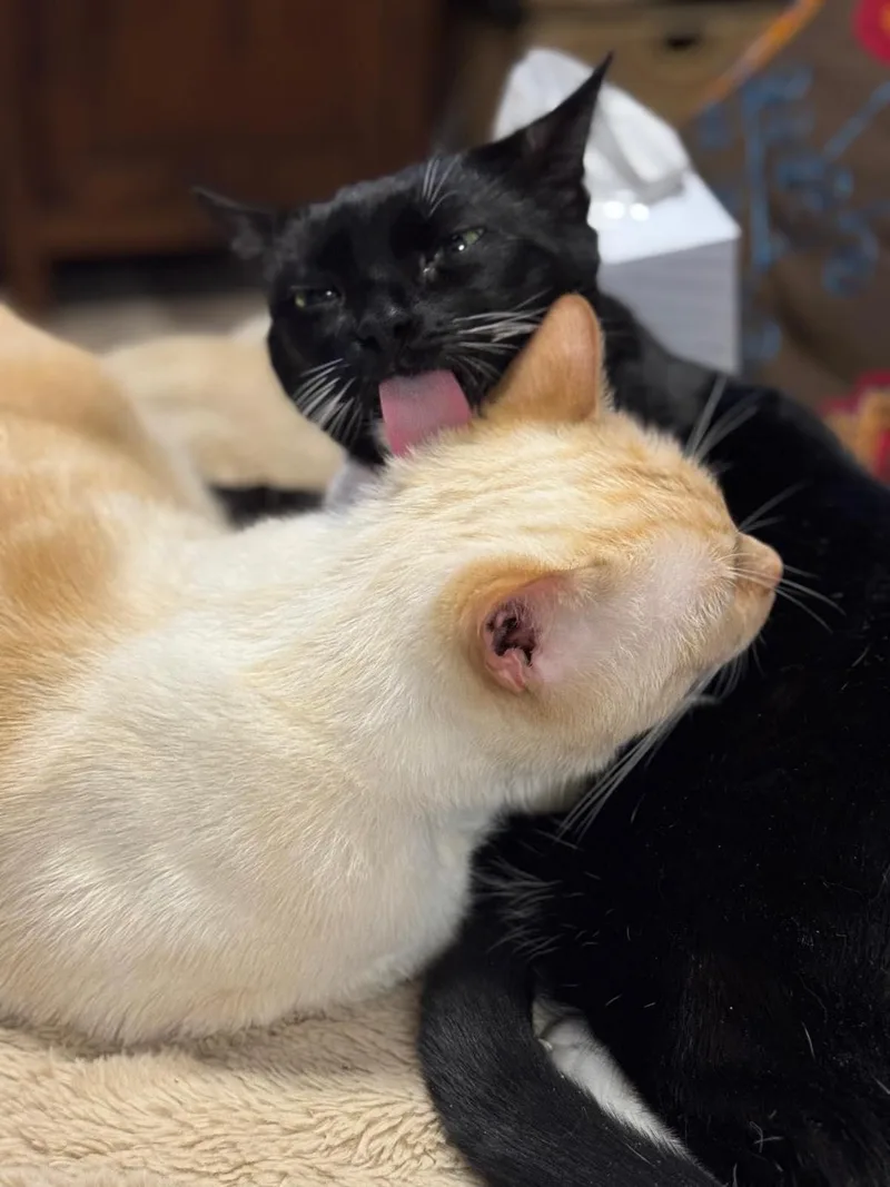 Thor & Loki thumbnail 5