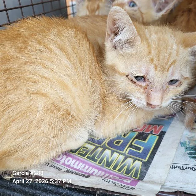 A baby small-sized male Domestic Short Hair cat named Steven for adoption in San Antonio, TX