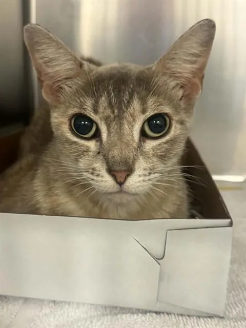 A young medium-sized female Domestic Short Hair cat named Brandy for adoption in Dallas, TX