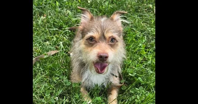 An adult small-sized male Chihuahua dog named Doc for adoption in Papillion, NE