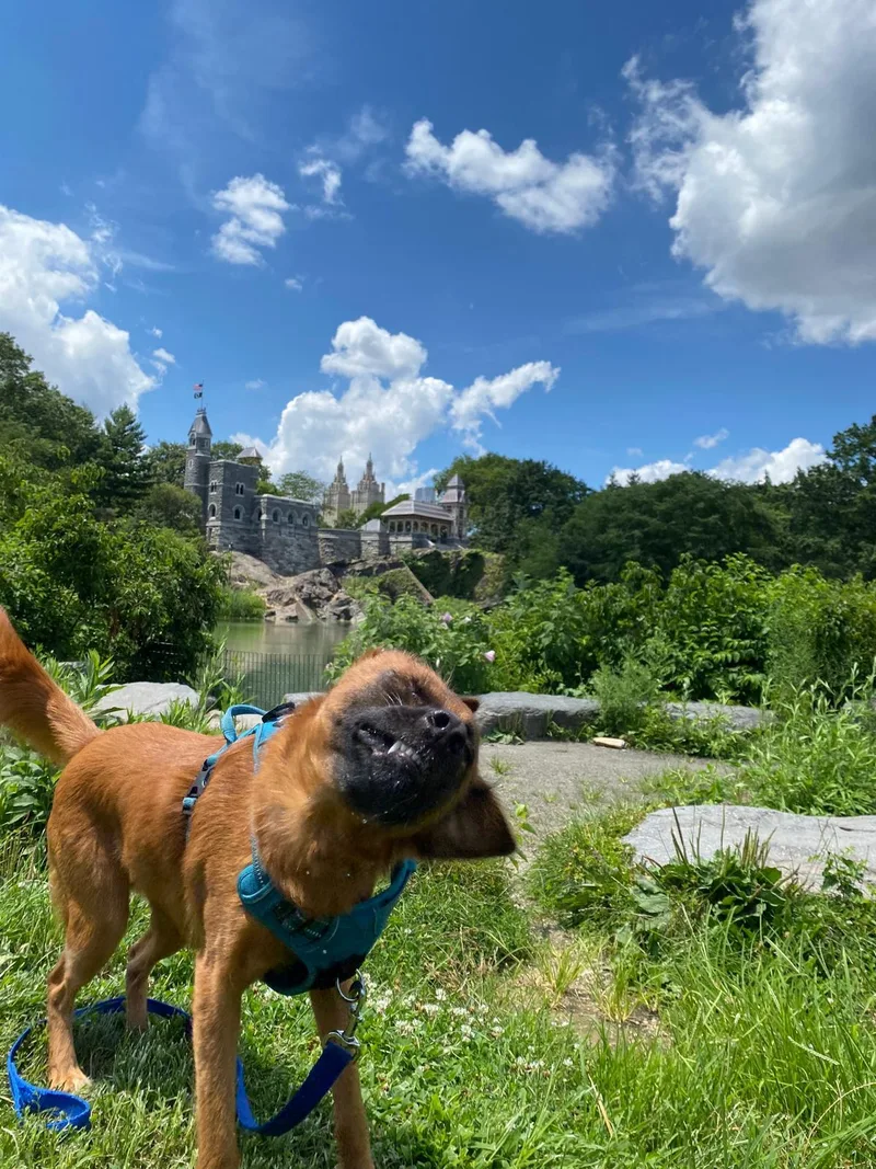 Ruby. Hiking Buddy Wants thumbnail 2