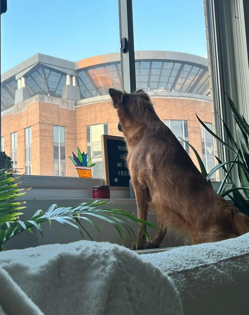 Ruby. Hiking Buddy Wants thumbnail 3