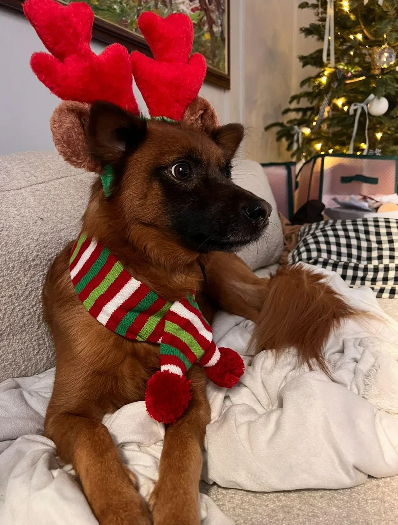 Ruby. Hiking Buddy Wants thumbnail 4