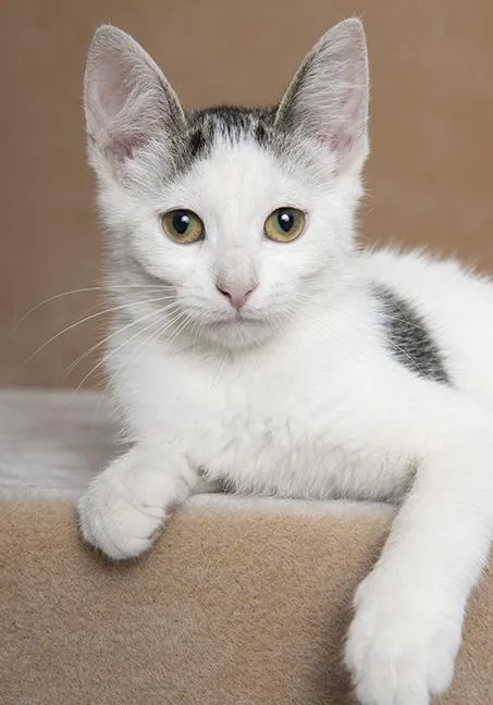 A baby medium-sized female Tabby (Gray / Blue / Silver) Domestic Short Hair cat named Emma for adoption in Chicago, IL