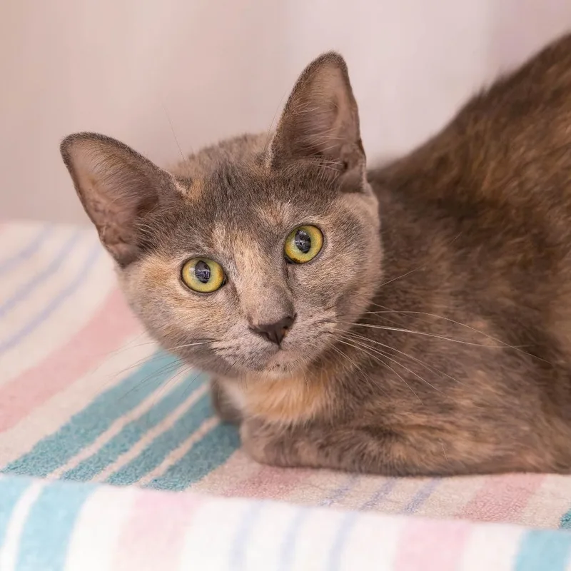 An adult medium-sized female Calico Domestic Short Hair cat named Bikini for adoption in Mentor, OH
