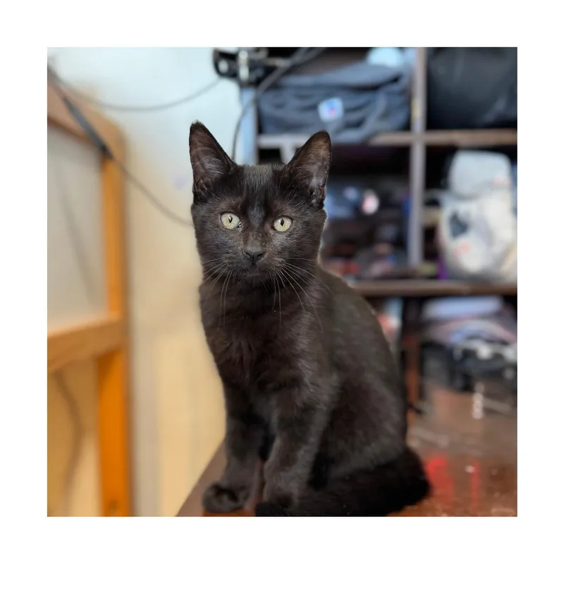 Mathilde thumbnail 3