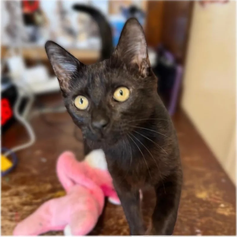 Mathilde thumbnail 5