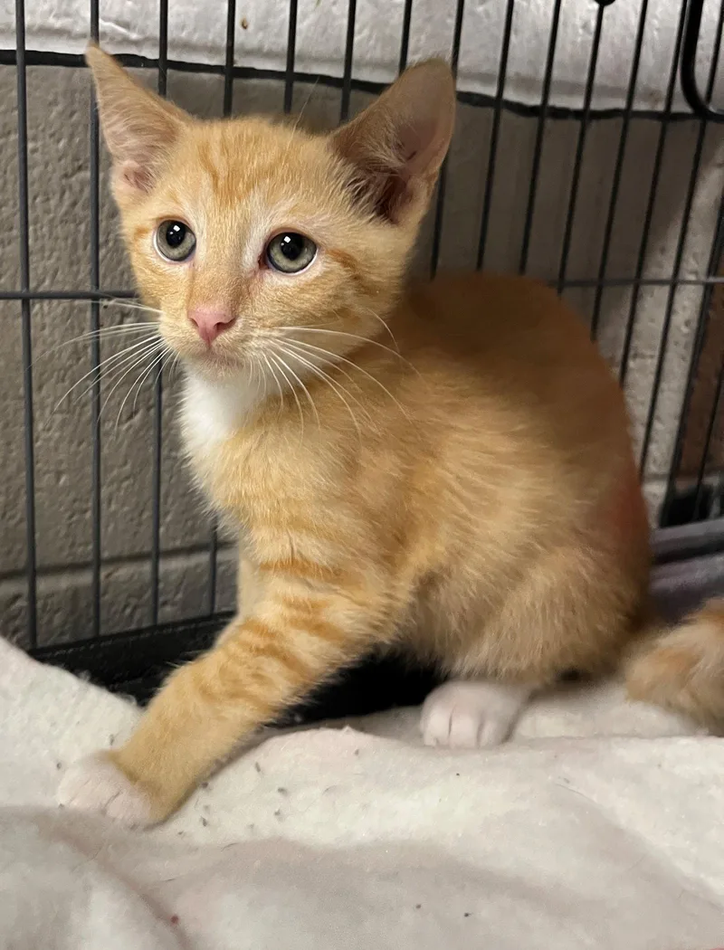 Oscar