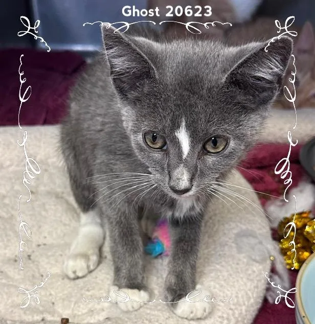 A baby medium-sized male Gray & White Domestic Short Hair cat named Ghost for adoption in Marietta, GA