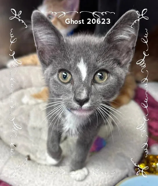 Ghost thumbnail 3