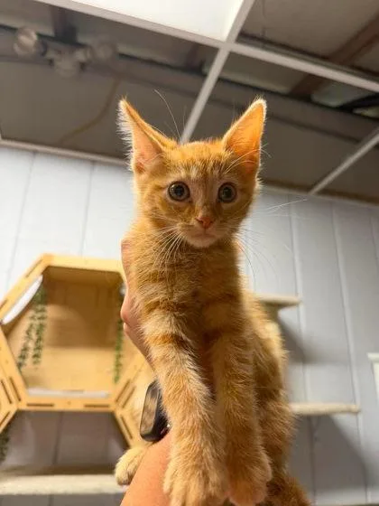 A young medium-sized male Orange / Red Domestic Short Hair cat named Sander for adoption in Leitchfield, KY