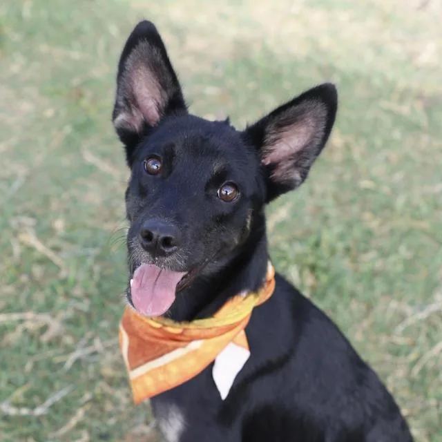 A young medium-sized male Shepherd dog named Demitri for adoption in San Antonio, TX