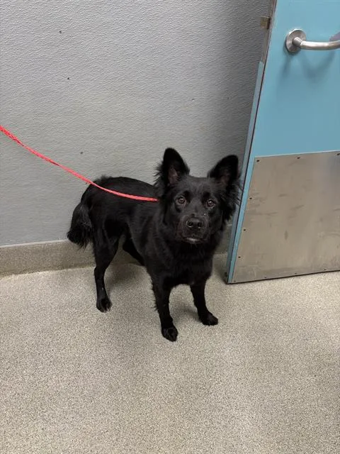 A young medium-sized male Chow Chow dog named Sable Wable for adoption in Las Vegas, NV